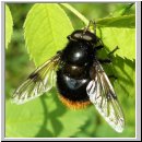 Volucella bombylans bombylans - Hummelschwebfliege m01.jpg
